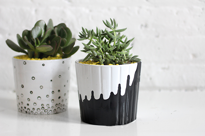 home decor plants