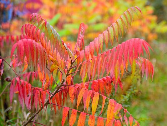 sumac tree