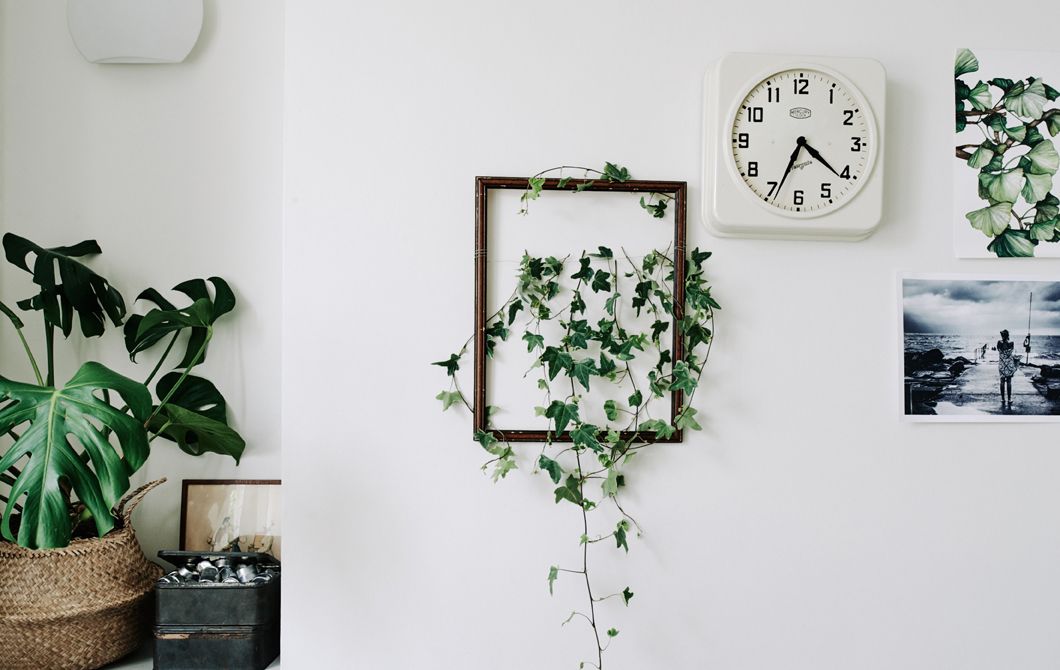 home decor plants