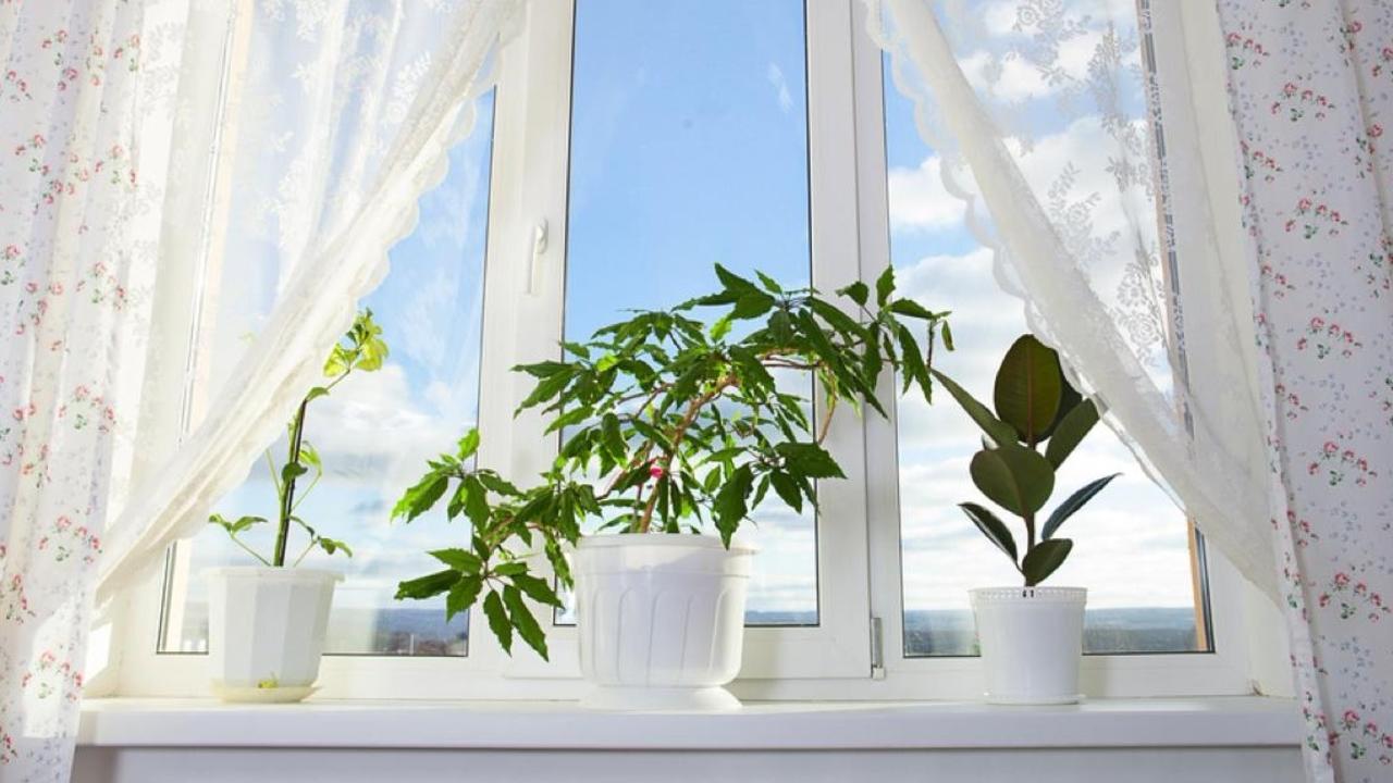 home decor plants