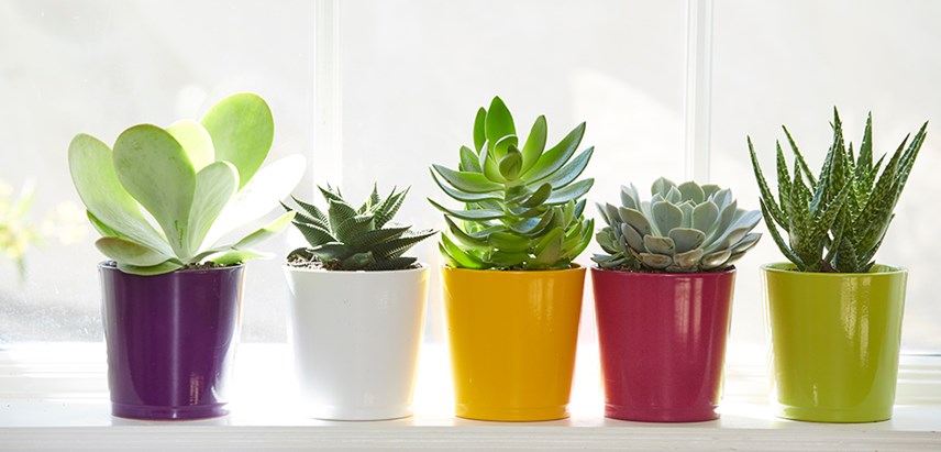 home decor plants