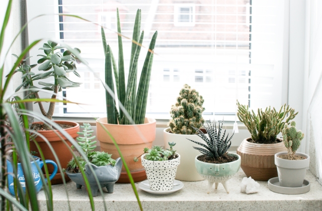 home decor plants