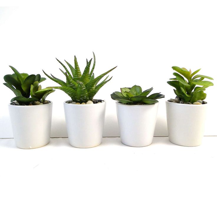 Home Decor Plants