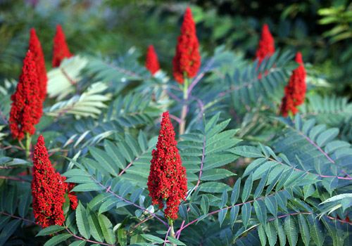 sumac tree