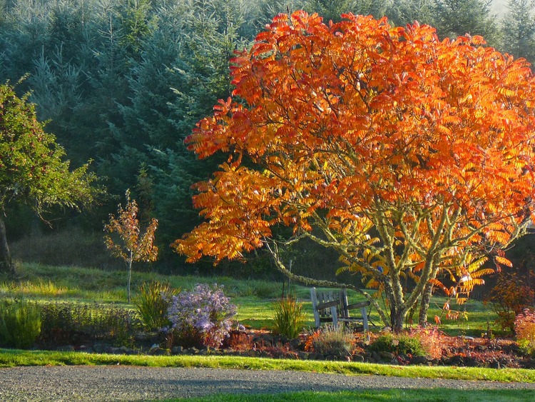 sumac tree